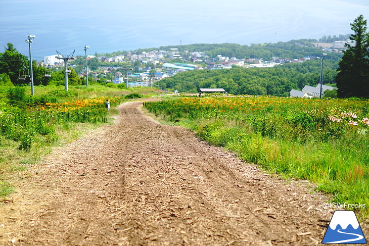 北海道最大級、213万輪のゆりの花！『オーンズ春香山ゆり園』